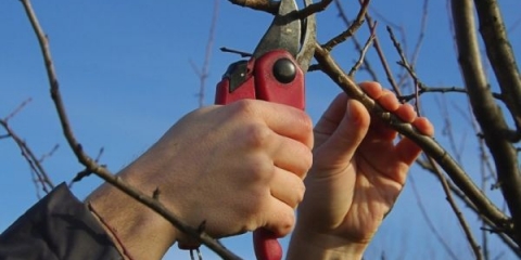 Šema i karakteristike rezidbe kruške u jesen, proljeće i ljeto